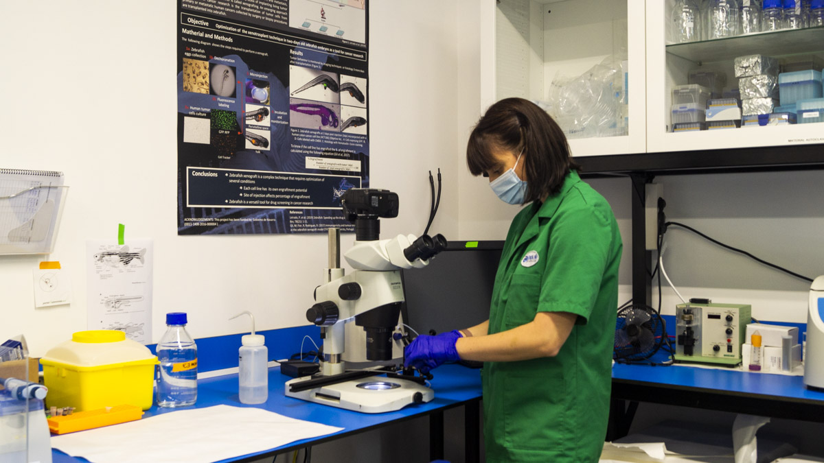 Una técnica del laboratorio de Ikan Biotech prepara el equipo necesario para realizar las microinyecciones a los peces cebra.