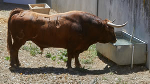 El toro ‘Arrumbadito’ (nº76) de la ganadería de La Palmosilla (10 de julio) y de 500 kilos de peso en los corrales del Gas de Pamplona.