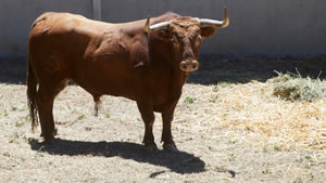 El toro ‘Remilgado’ (nº74) de la ganadería de La Palmosilla (10 de julio) y de 505 kilos de peso en los corrales del Gas de Pamplona.