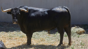El toro ‘Memorable’ (nº59) de la ganadería de La Palmosilla (10 de julio) y de 505 kilos de peso en los corrales del Gas de Pamplona.