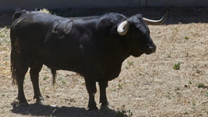 El toro ‘Pueblerino’ (nº20) de la ganadería de La Palmosilla (10 de julio) y de 530 kilos de peso en los corrales del Gas de Pamplona.