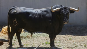 El toro ‘Vinatero’ (nº32) de la ganadería de La Palmosilla (10 de julio) y de 525 kilos de peso en los corrales del Gas de Pamplona.