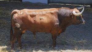 El toro ‘Marismeño’ (nº92) de la ganadería de Hros. de José Cebada Gago (11 de julio) y de 520 kilos de peso en los corrales del Gas de Pamplona.