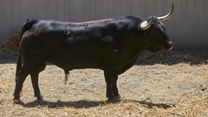 El toro ‘Llorón’ (nº47) de la ganadería de Hros. de José Cebada Gago (11 de julio) y de 505 kilos de peso en los corrales del Gas de Pamplona.
