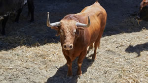 El toro ‘Arquero’ (nº9) de la ganadería de Hros. de José Cebada Gago (11 de julio) y de 535 kilos de peso en los corrales del Gas de Pamplona.