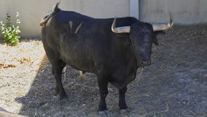 El toro ‘Peluquín’ (nº98) de la ganadería de Hros. de José Cebada Gago (11 de julio) y de 525 kilos de peso en los corrales del Gas de Pamplona.