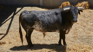 El toro ‘Hábil’ (nº93) de la ganadería de Hros. de José Cebada Gago (11 de julio) y de 535 kilos de peso en los corrales del Gas de Pamplona.