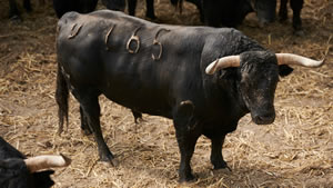 El toro 'Infante' (nº165) de la ganadería de Jandilla (12 de julio) y de 540 kilos de peso en los corrales del Gas de Pamplona.
