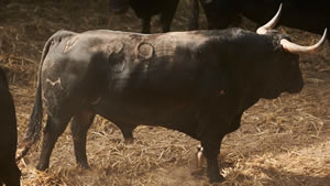 El toro 'Tabarro' (nº89) de la ganadería de Jandilla (12 de julio) y de 505 kilos de peso en los corrales del Gas de Pamplona.