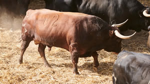 El toro 'Tonadillero' (nº82) de la ganadería de Jandilla (12 de julio) y de 530 kilos de peso en los corrales del Gas de Pamplona.