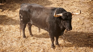 El toro 'Rufián' (nº70) de la ganadería de Jandilla (12 de julio) y de 565 kilos de peso en los corrales del Gas de Pamplona.