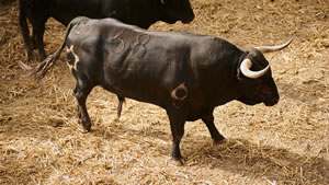 El toro 'Tapabocas' (nº68) de la ganadería de Jandilla (12 de julio) y de 520 kilos de peso en los corrales del Gas de Pamplona.