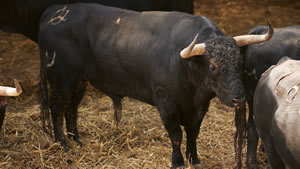 El toro 'Selvalimpia' (nº1) de la ganadería de Jandilla (12 de julio) y de 560 kilos de peso en los corrales del Gas de Pamplona.
