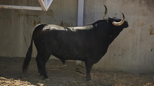 El toro 'Dulce' (nº61) de la ganadería de Victoriano del Río (13 de julio) y de 560 kilos de peso en los corrales del Gas de Pamplona.