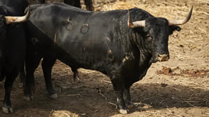 El toro 'Misigato' (nº66) de la ganadería de Victoriano del Río (13 de julio) y de 520 kilos de peso en los corrales del Gas de Pamplona.