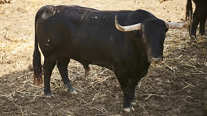 El toro 'Ebanista' (nº165) de la ganadería de Victoriano del Río (13 de julio) y de 530 kilos de peso en los corrales del Gas de Pamplona.
