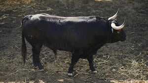 El toro 'Bocinero' (nº6) de la ganadería de Victoriano del Río (13 de julio) y de 505 kilos de peso en los corrales del Gas de Pamplona.