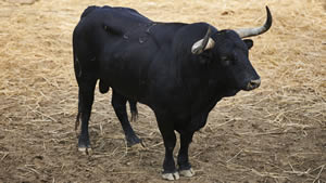 El toro 'Jaceno' (nº23) de la ganadería de Victoriano del Río (13 de julio) y de 570 kilos de peso en los corrales del Gas de Pamplona.