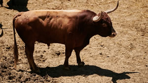 El toro 'Espadero' (nº87) de la ganadería de Miura (14 de julio) y de 540 kilos de peso en los corrales del Gas de Pamplona.