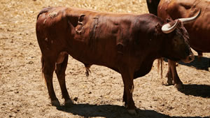 El toro 'Harnero' (nº57) de la ganadería de Miura (14 de julio) y de 520 kilos de peso en los corrales del Gas de Pamplona.