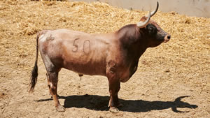 El toro 'Rifador' (nº50) de la ganadería de Miura (14 de julio) y de 545 kilos de peso en los corrales del Gas de Pamplona.