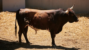 El toro 'Ahechador' (nº45) de la ganadería de Miura (14 de julio) y de 585 kilos de peso en los corrales del Gas de Pamplona.