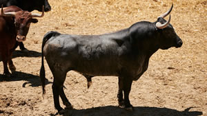 El toro 'Bodeguero' (nº33) de la ganadería de Miura (14 de julio) y de 585 kilos de peso en los corrales del Gas de Pamplona.