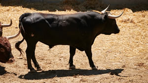El toro 'Chaparrito' (nº24) de la ganadería de Miura (14 de julio) y de 625 kilos de peso en los corrales del Gas de Pamplona.